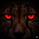NYCheetah