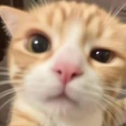 vczXaFYm_dlUdEQfs avatar