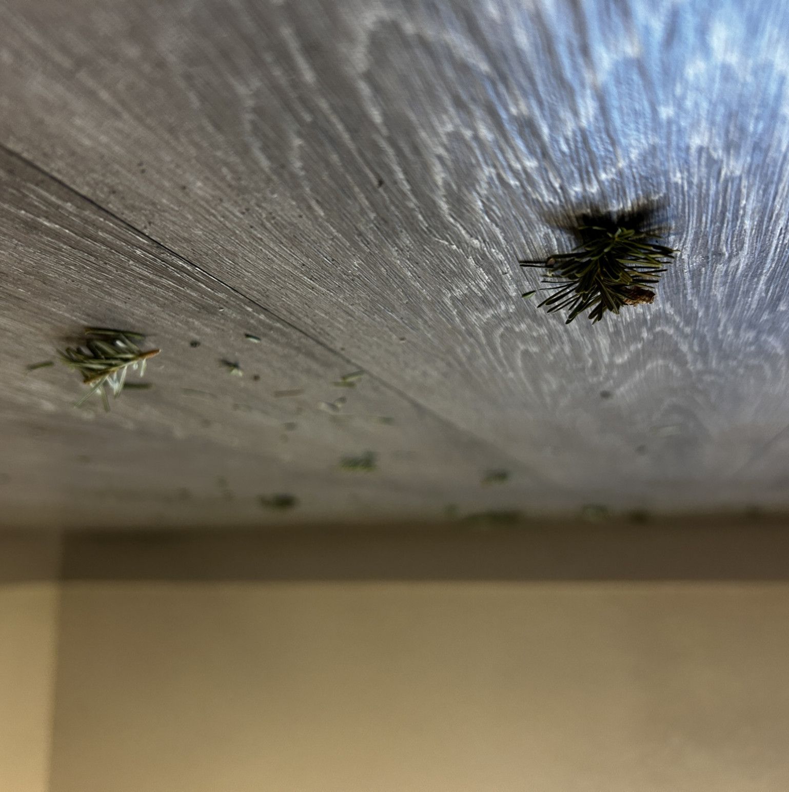 SFW Signed Art Print