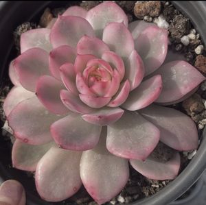 plant a flower in my room