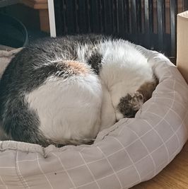 Help Me Care for My Cat After a  Attack  Urgent Surgery