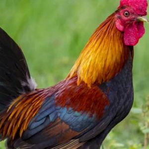 Cock Rating