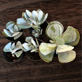 Cotyledon Orbiculata