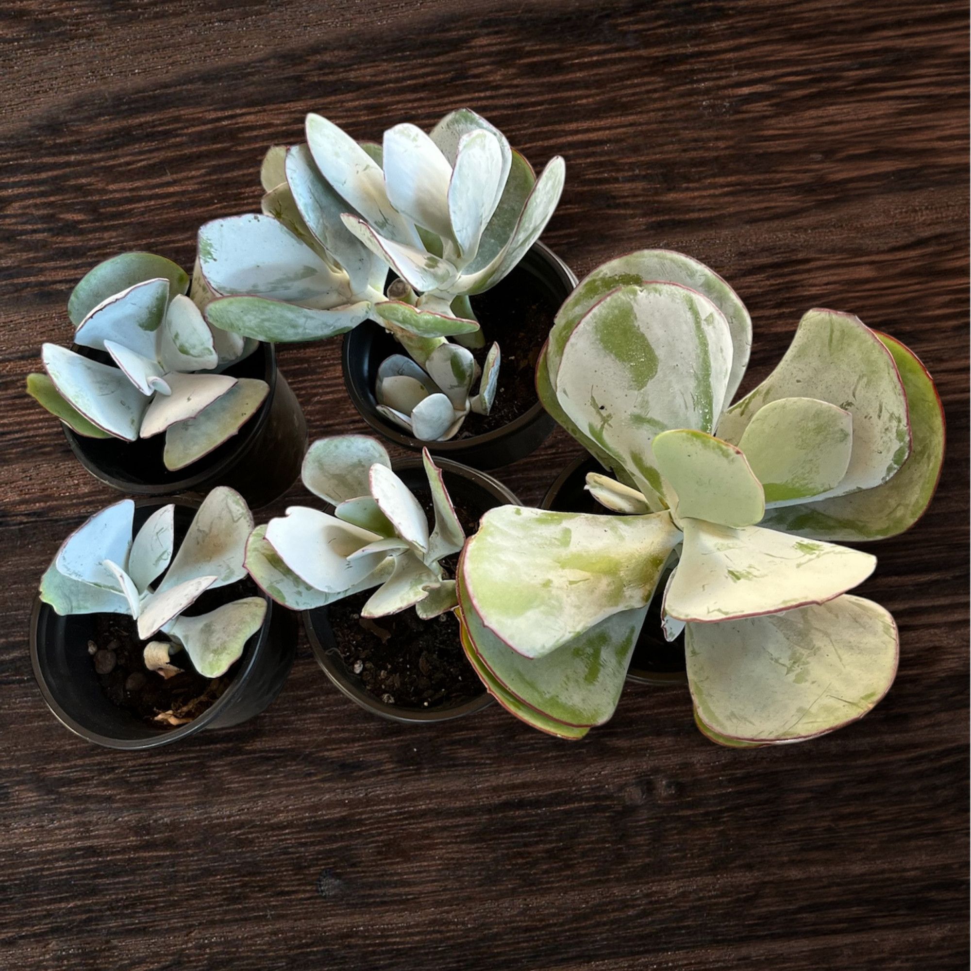 Cotyledon Orbiculata