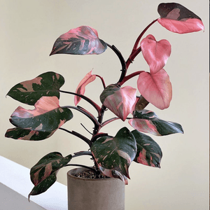 House Plant for Me