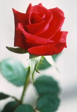 Rose for a Rose