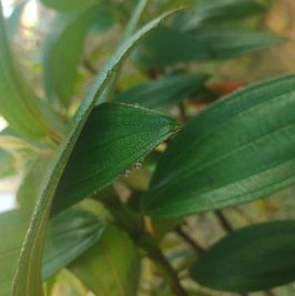 Plant picture