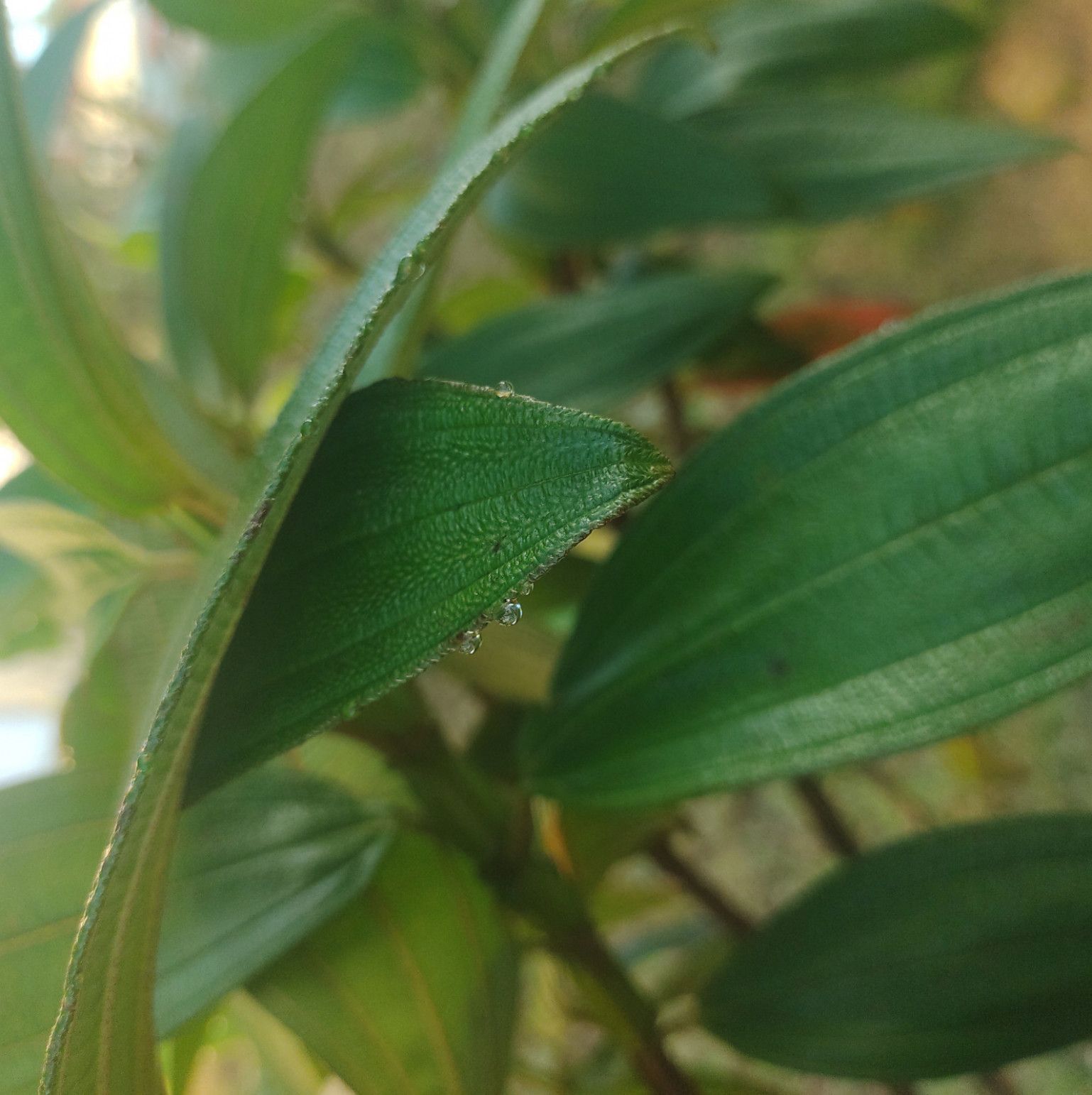 Plant picture