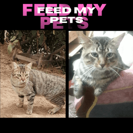 Feed my cats