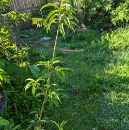 Peach tree