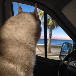 A very sfw physical picture of a fur ball