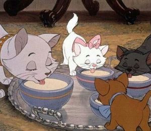 Feed My Cats