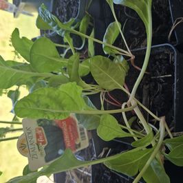 Silverbeet seedlings