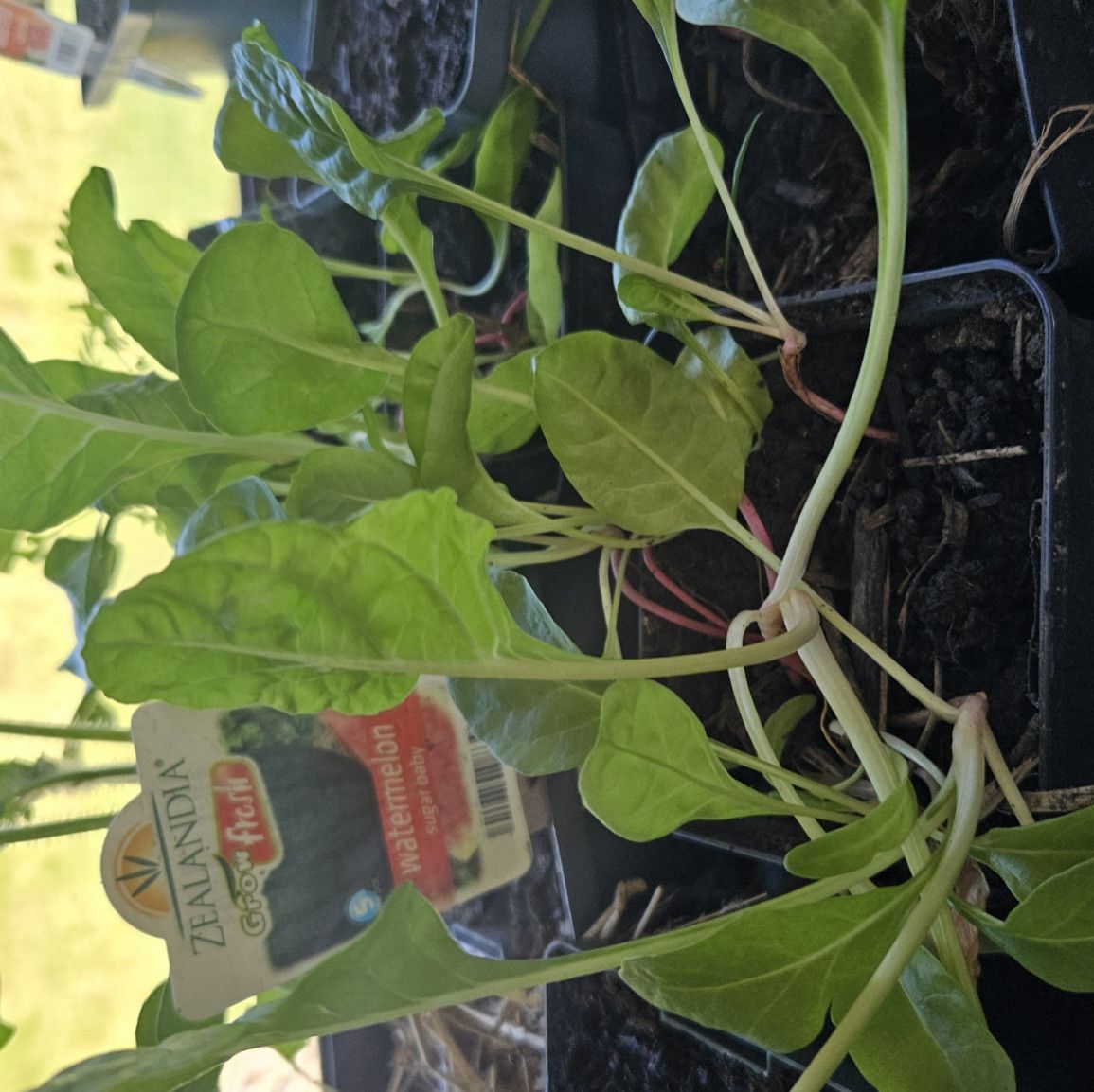 Silverbeet seedlings