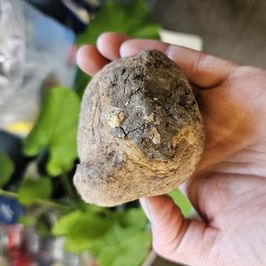 Seed potato for the garden