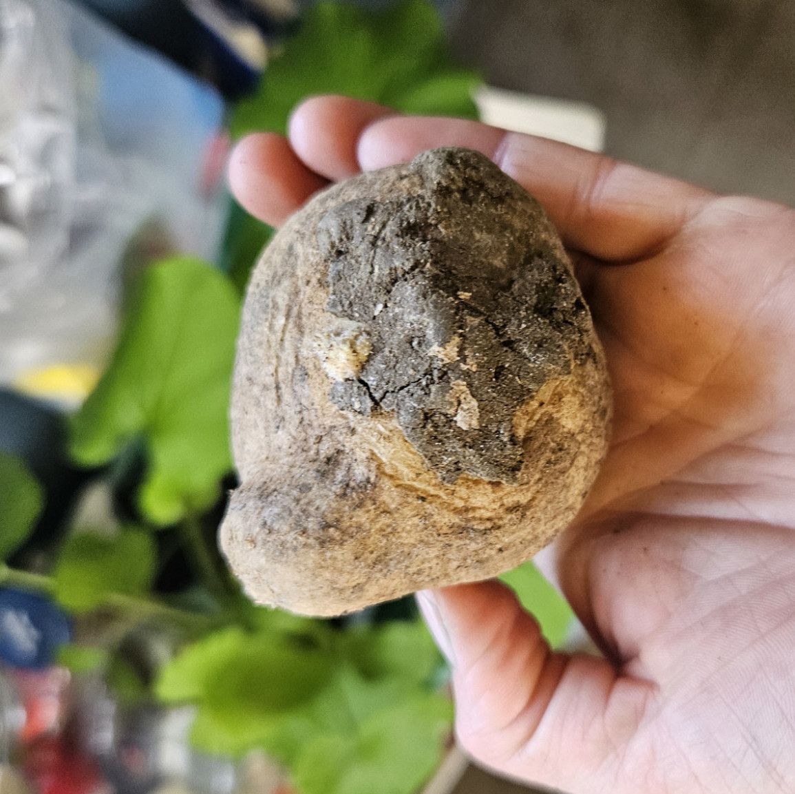 Seed potato for the garden
