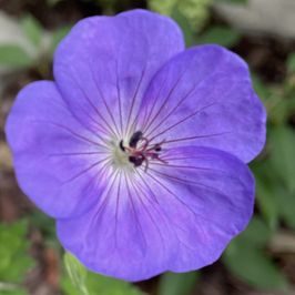 Others: Flower Seeds