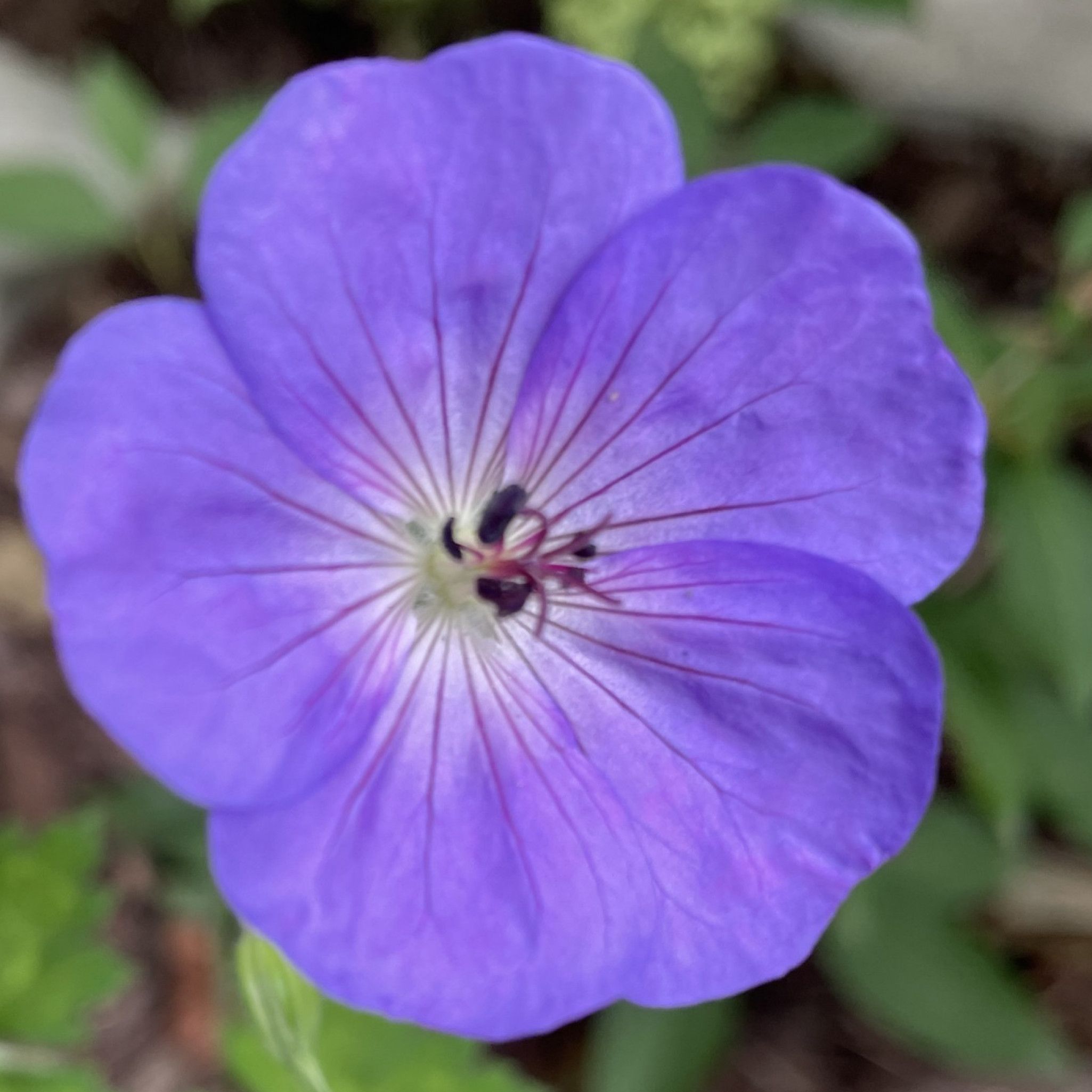 Others: Flower Seeds