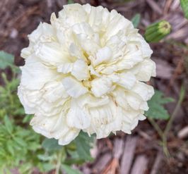 Flower Printed Media
