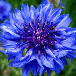 Centaurea cyanus