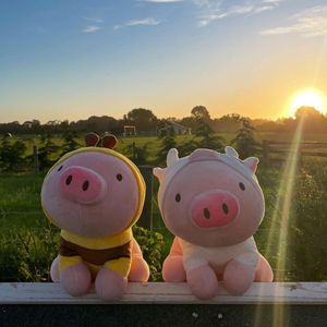 Chancho gifth