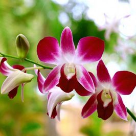 Orchid