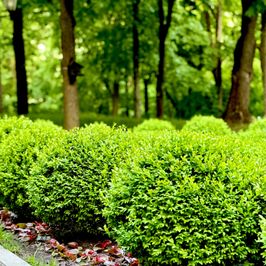 Choose my bush style!