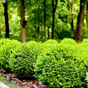 Choose my bush style!