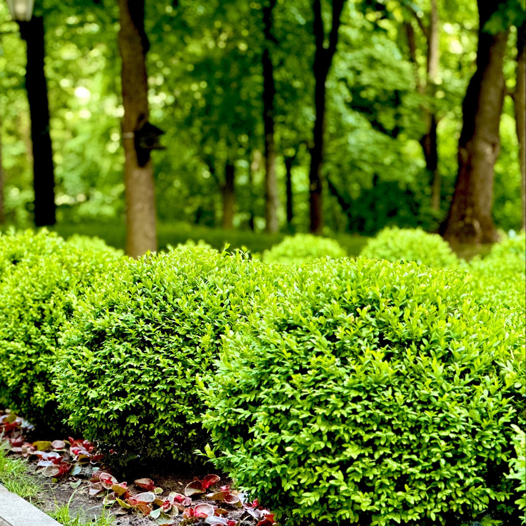 Choose my bush style!