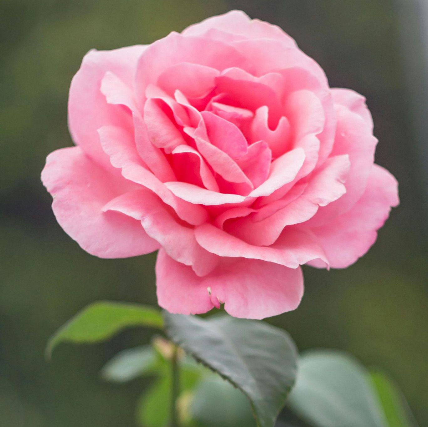 Flowers for your lady