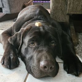 Buy doggo treats and foods!!
