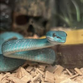 Treat for my pet Valera