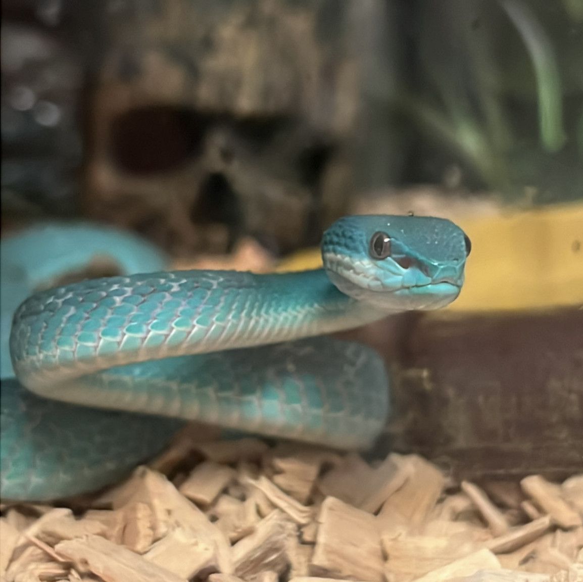 Treat for my pet Valera