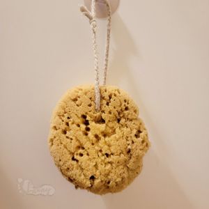 Body Sponge