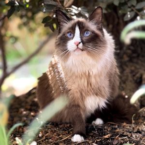 Buy My Familiar Treats