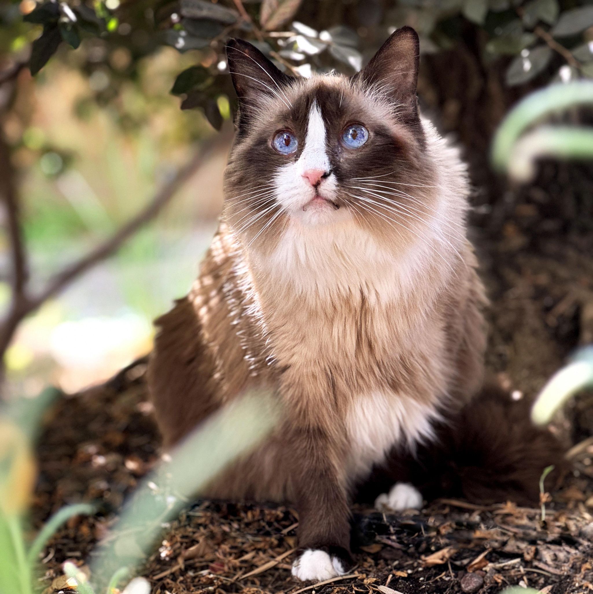 Buy My Familiar Treats