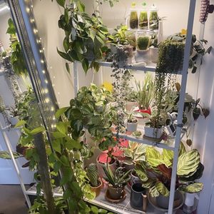 Buy me a Plant