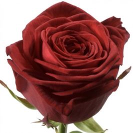 Offre moi une rose offrande