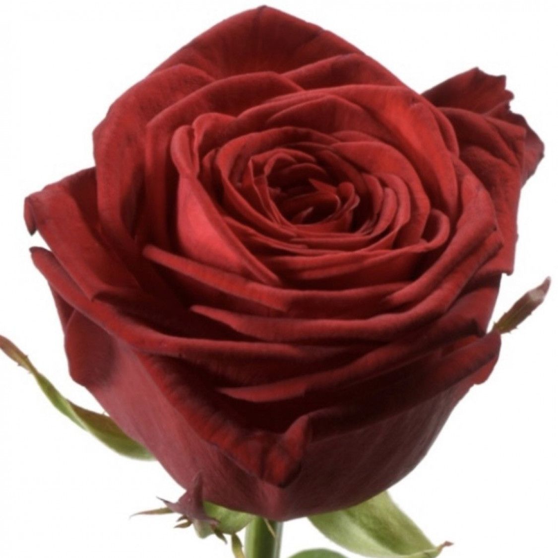 Offre moi une rose offrande