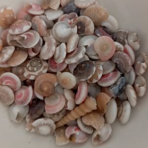 a scattering of shells from the seashore