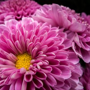 A Bouquet Of My Favorite Flowers