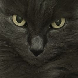 For my cat funeral