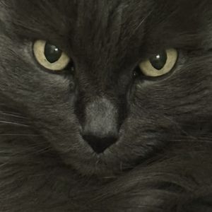For my cat funeral