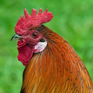 Get Your Cock Rated