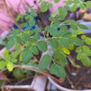 More Moringa!