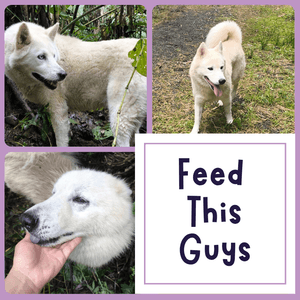 Feed My Pets