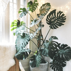 Help Me Buy More Plants!