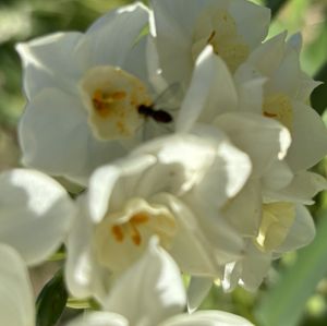 Robins photography