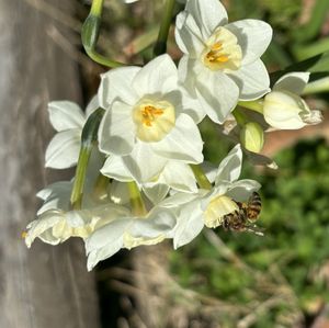 Robins photography