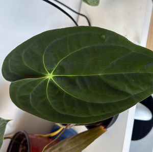Gift me a new rare plant!